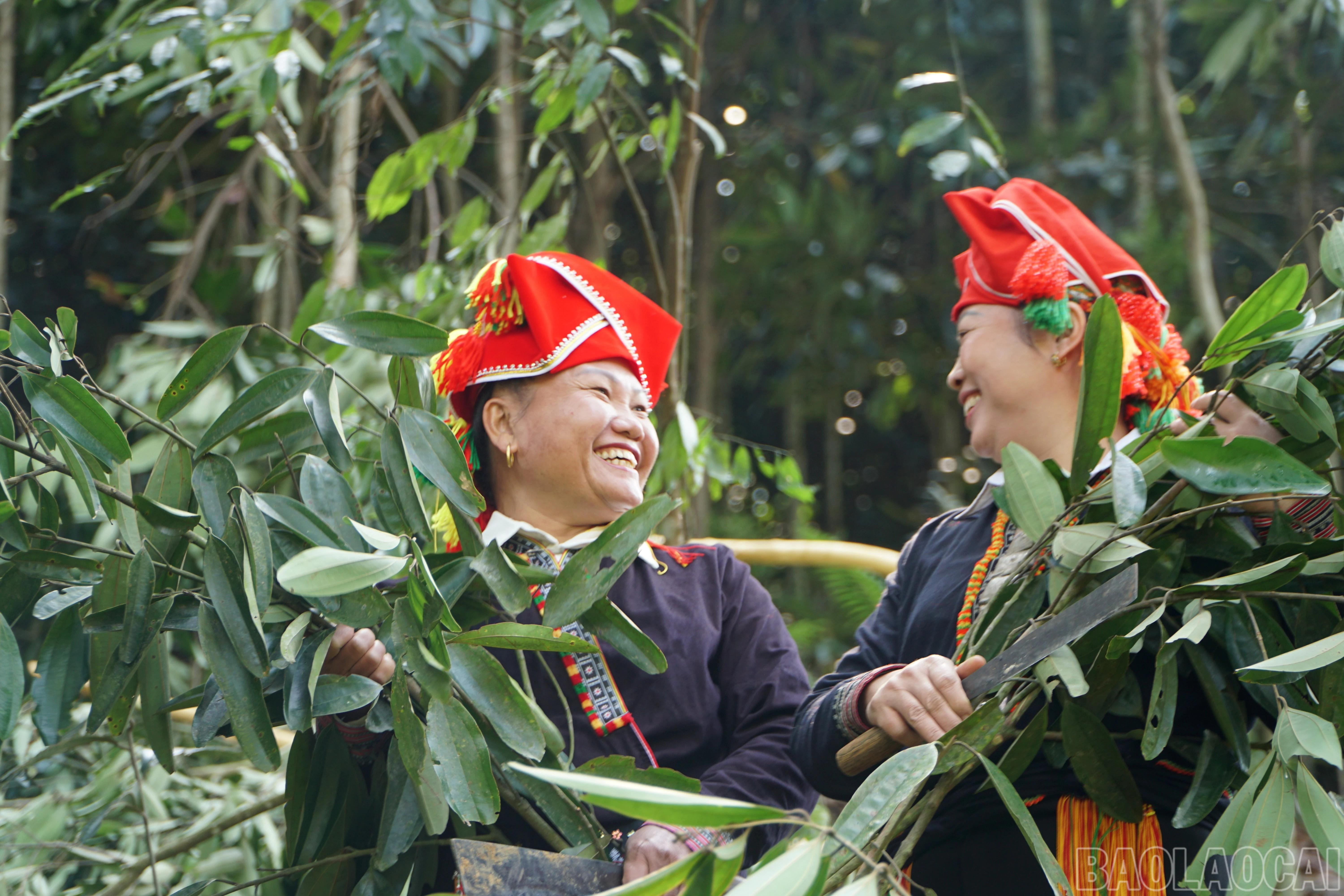 baolaocai-br_save-20251130-105243.jpg
