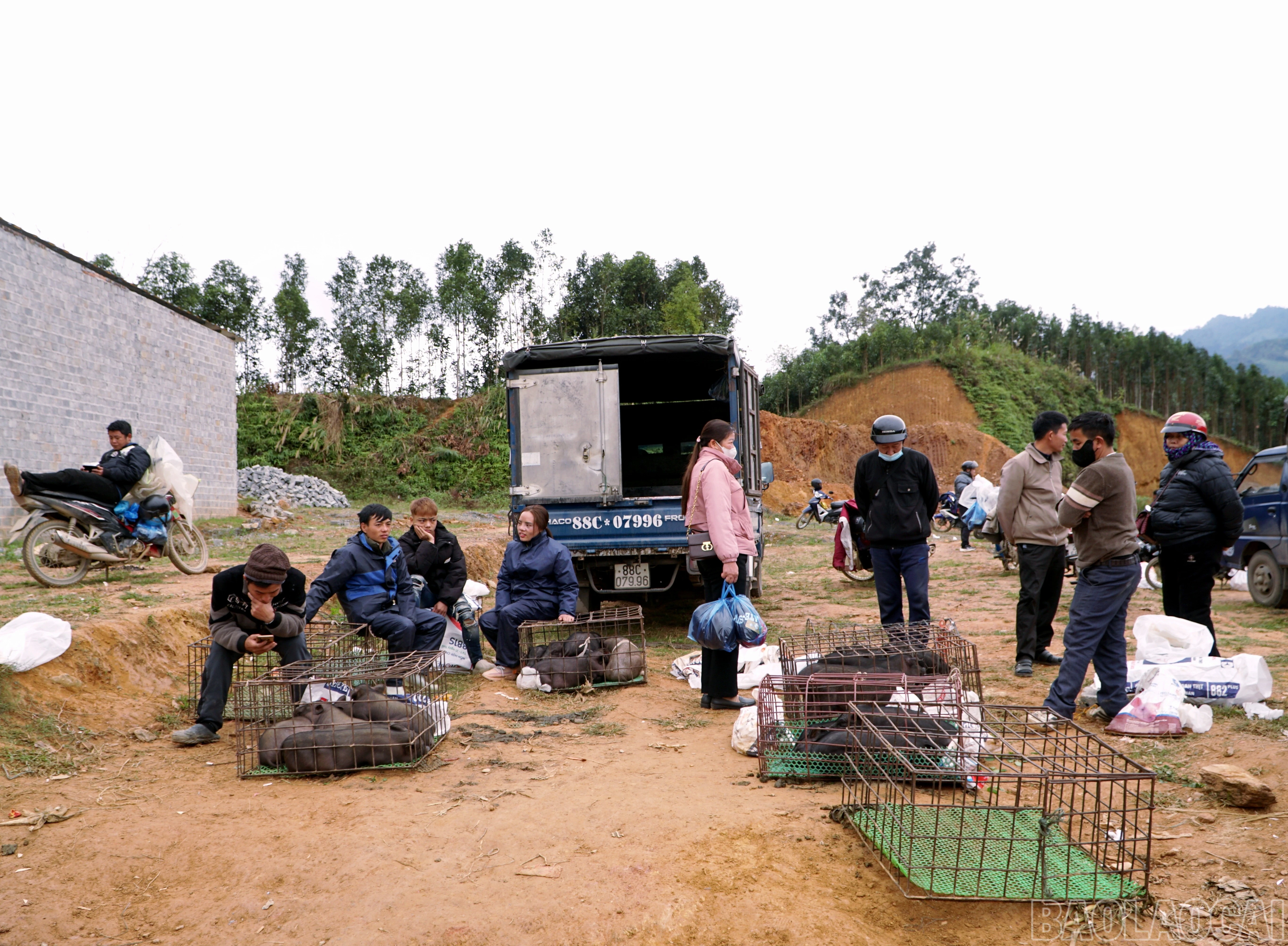 baolaocai-br_img-20260210-162745.jpg