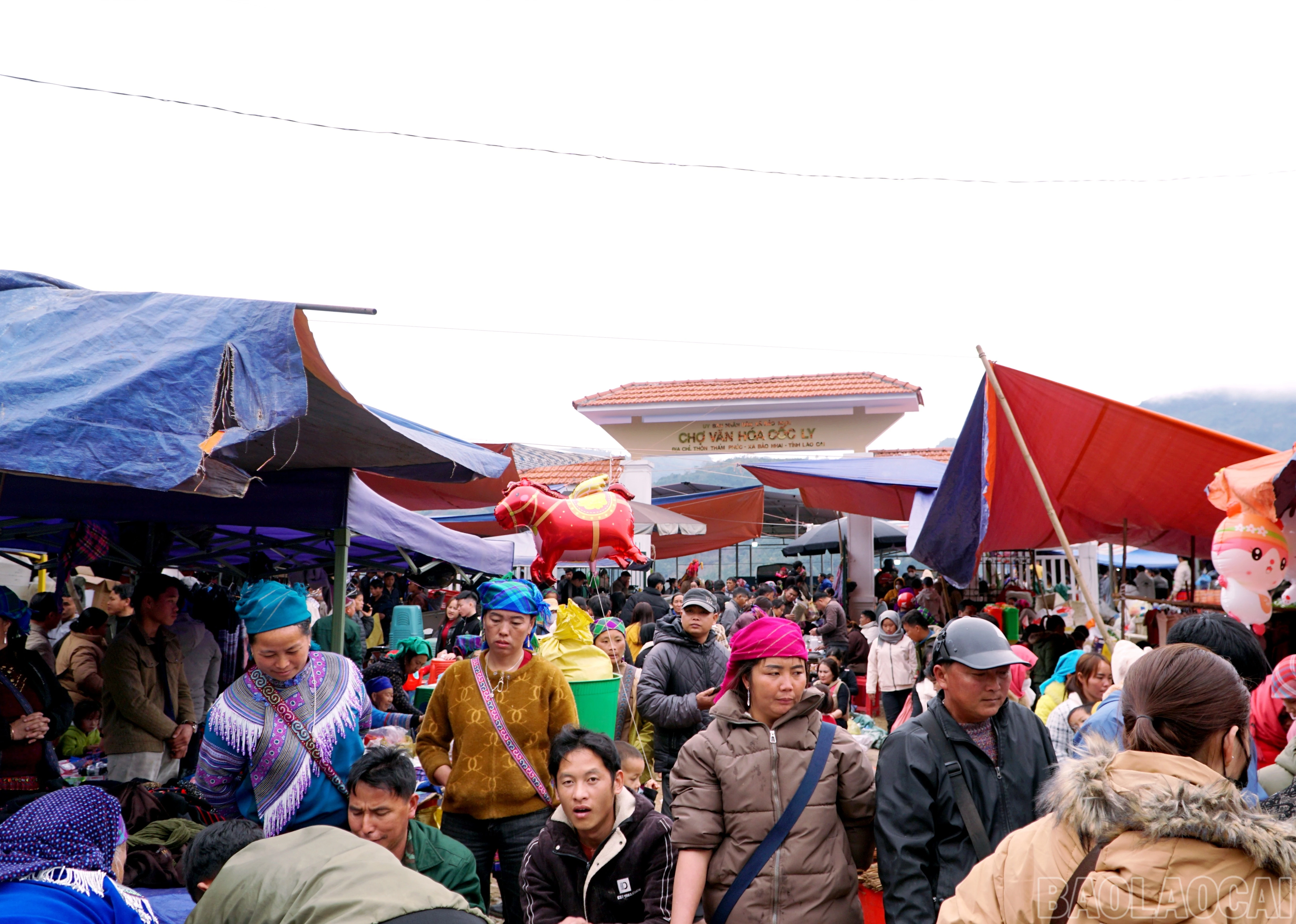 baolaocai-br_img-20260210-162905.jpg