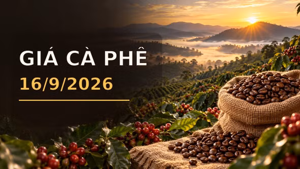 Giá cà phê hôm nay 16/9/2026 lên 95.500 đồng/kg, Arabica bật tăng