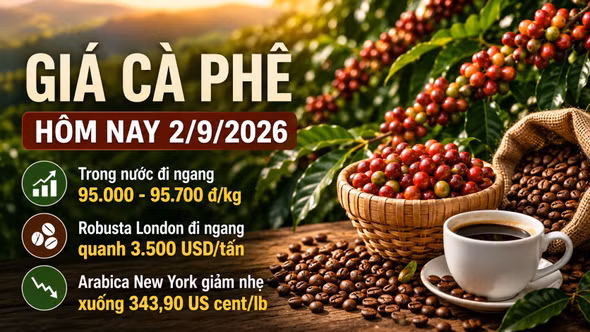 Giá cà phê hôm nay 2/9/2026 đi ngang, cao nhất 95.700 đồng/kg