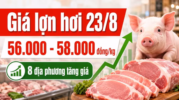 Giá lợn hơi hôm nay 23/8: Miền Bắc đồng loạt áp sát 58.000 đồng/kg