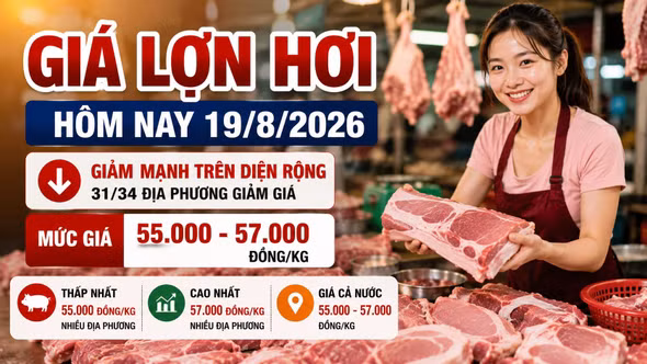 Giá lợn hơi hôm nay 19/8/2026 giảm sâu, mức 58.000 đồng/kg biến mất