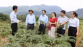 Phát triển dược liệu phải đồng bộ từ giống, vùng nguyên liệu đến chế biến, tiêu thụ