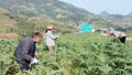 Lào Cai hỗ trợ đến 10 tỷ đồng/dự án chế biến dược liệu