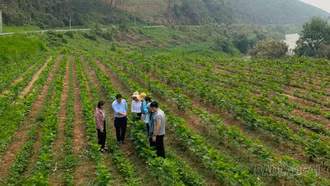Khảo sát dự án trồng dâu nuôi tằm trên địa bàn huyện Bảo Yên