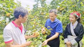 Tuần lễ trải nghiệm thu hoạch lê Nậm Pung sẽ khai mạc từ ngày 27/6