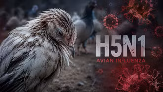 Lần đầu tiên ghi nhận virus cúm gia cầm H5N1 xuất hiện tại mọi châu lục