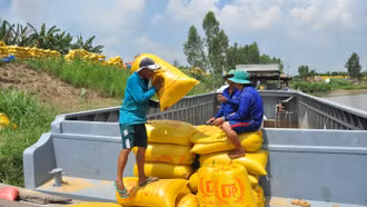 Quyền Bộ trưởng Nông nghiệp nói về tình hình gạo Việt khi Philippines, Indonesia dừng nhập khẩu