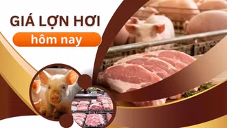 Giá lợn hơi ngày 11/7: Cả nước tiếp tục đi ngang, thị trường trầm lắng