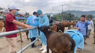 Bắc Hà triển khai khẩn cấp các biện pháp phòng, chống dịch lở mồm long móng trên đàn gia súc