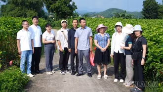 Đoàn công tác Viện Nghiên cứu dâu tằm và ong mật Vân Nam (Trung Quốc) tham quan vùng dâu tằm Trấn Yên