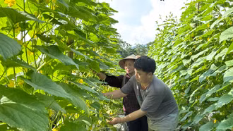 Lào Cai chuyển đổi 145 ha đất lúa kém hiệu quả