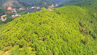 Lào Cai phấn đấu đến năm 2030, tổng giá trị ngành hàng dược liệu sau chế biến đạt trên 2.000 tỷ đồng
