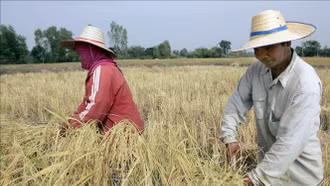 Nguy cơ "siêu El Nino" đe dọa an ninh năng lượng, lương thực ở châu Á