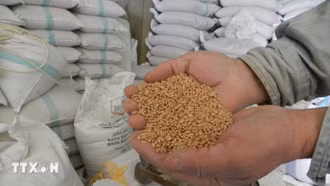 Phong tỏa eo biển Hormuz: FAO cảnh báo nguy cơ khủng hoảng giá lương thực toàn cầu nghiêm trọng