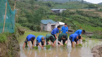 Bộ đội Biên phòng Trịnh Tường chung tay giúp dân cấy lúa