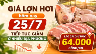Giá lợn hơi hôm nay 25/7: Tiếp tục giảm ở nhiều địa phương, Lào Cai giữ mức 64.000 đồng/kg