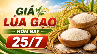 Giá lúa gạo ngày 25/7: Thị trường ít biến động, gạo Đài thơm tăng 500 đồng/kg