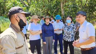 Cục Chăn nuôi và Thú y kiểm tra công tác phòng, chống dịch tả lợn châu Phi tại Lào Cai