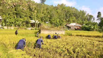 Lực lượng phòng cháy, chữa cháy Lào Cai chung sức giúp dân gặt lúa trong mùa diễn tập