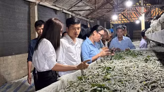 Nông dân Bảo Hà, Phúc Khánh học kinh nghiệm phát triển nghề dâu tằm tại Trấn Yên