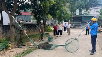 Tăng cường xử lý chó thả rông, chủ động phòng bệnh dại