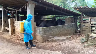 Trịnh Tường triển khai tiêm phòng cho đàn vật nuôi, khử trùng môi trường chăn nuôi