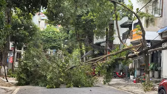 Dông lốc bất ngờ quật gãy 2 cây xanh trên đường Mường Than, phường Lào Cai