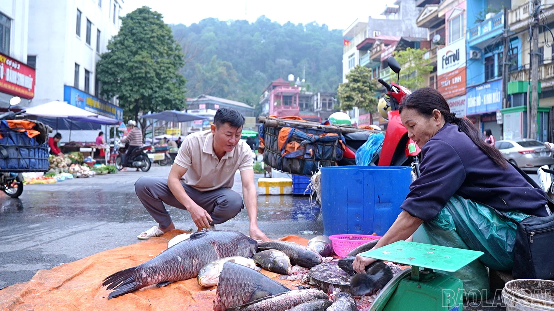 baolaocai-br_6.jpg