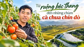 Từ ruộng bậc thang đến những chùm cà chua chín đỏ