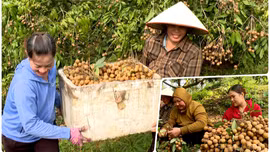 Rộn ràng mùa trái ngọt trên vùng cao Lào Cai