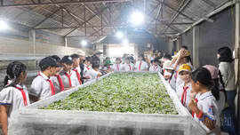 Trấn Yên ra mắt tour du lịch trải nghiệm nông nghiệp xanh năm 2026