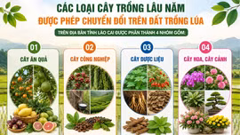 Danh mục cây trồng lâu năm được phép chuyển đổi trên đất trồng lúa trên địa bàn tỉnh Lào Cai