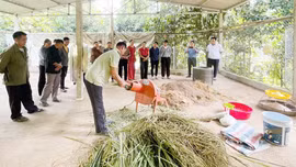 Tập huấn chăn nuôi lợn nái an toàn dịch bệnh dựa vào quản lý cộng đồng