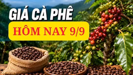 Giá cà phê hôm nay 9/9: Trong nước hạ nhiệt, giá Robusta thế giới bứt phá?