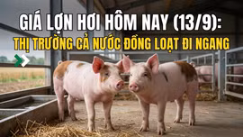 Giá lợn hơi hôm nay (13/9): Thị trường cả nước đồng loạt đi ngang