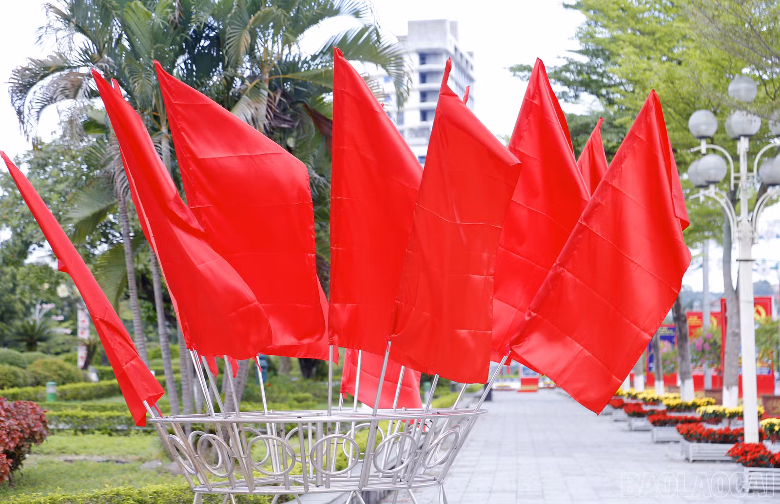 baolaocai-br_mg-7666.jpg