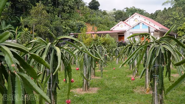 Trồng rừng gắn với chăn nuôi hiệu quả