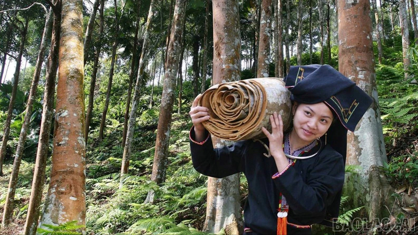 baolaocai-br_que000111-5838.jpg