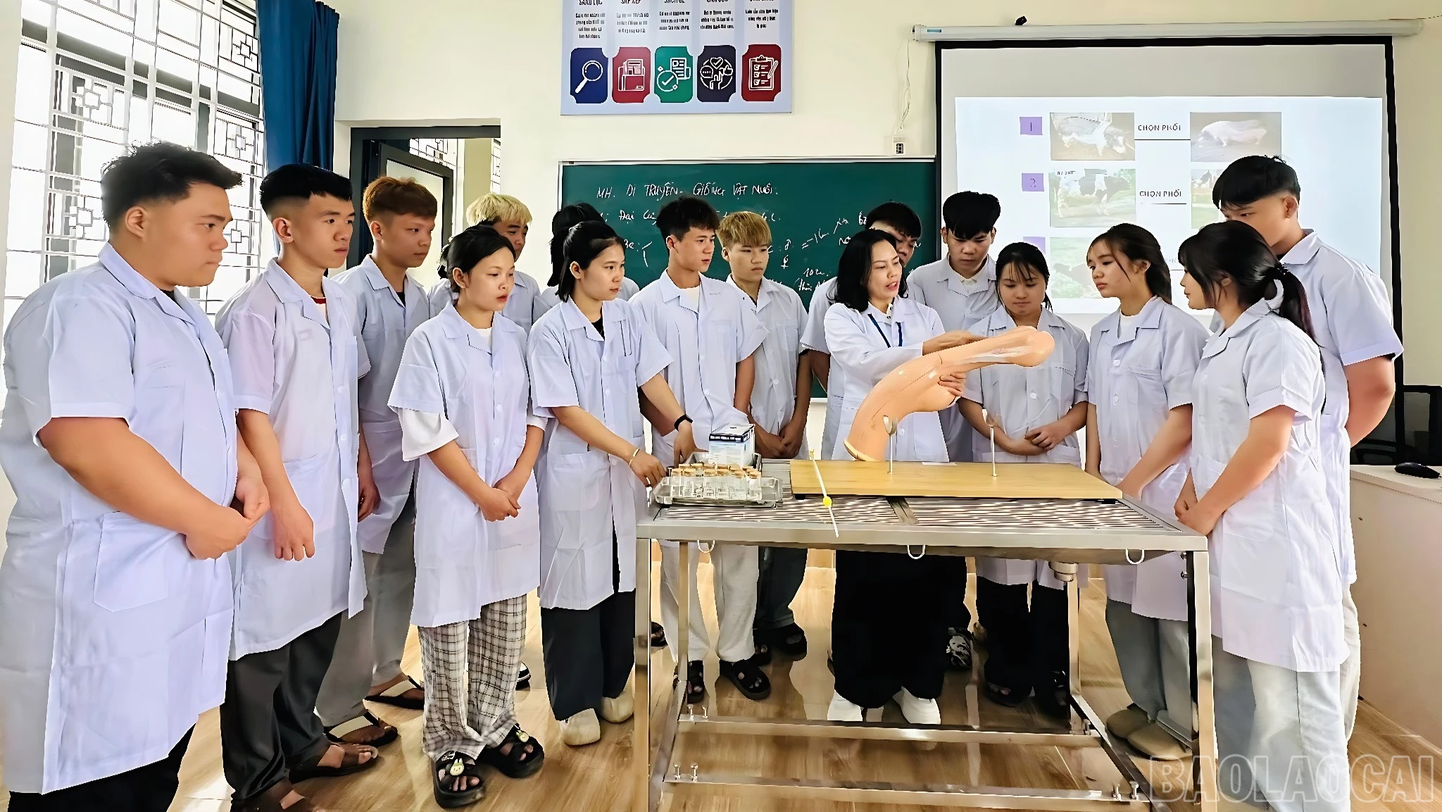 baolaocai-br_thu-y-1713.jpg