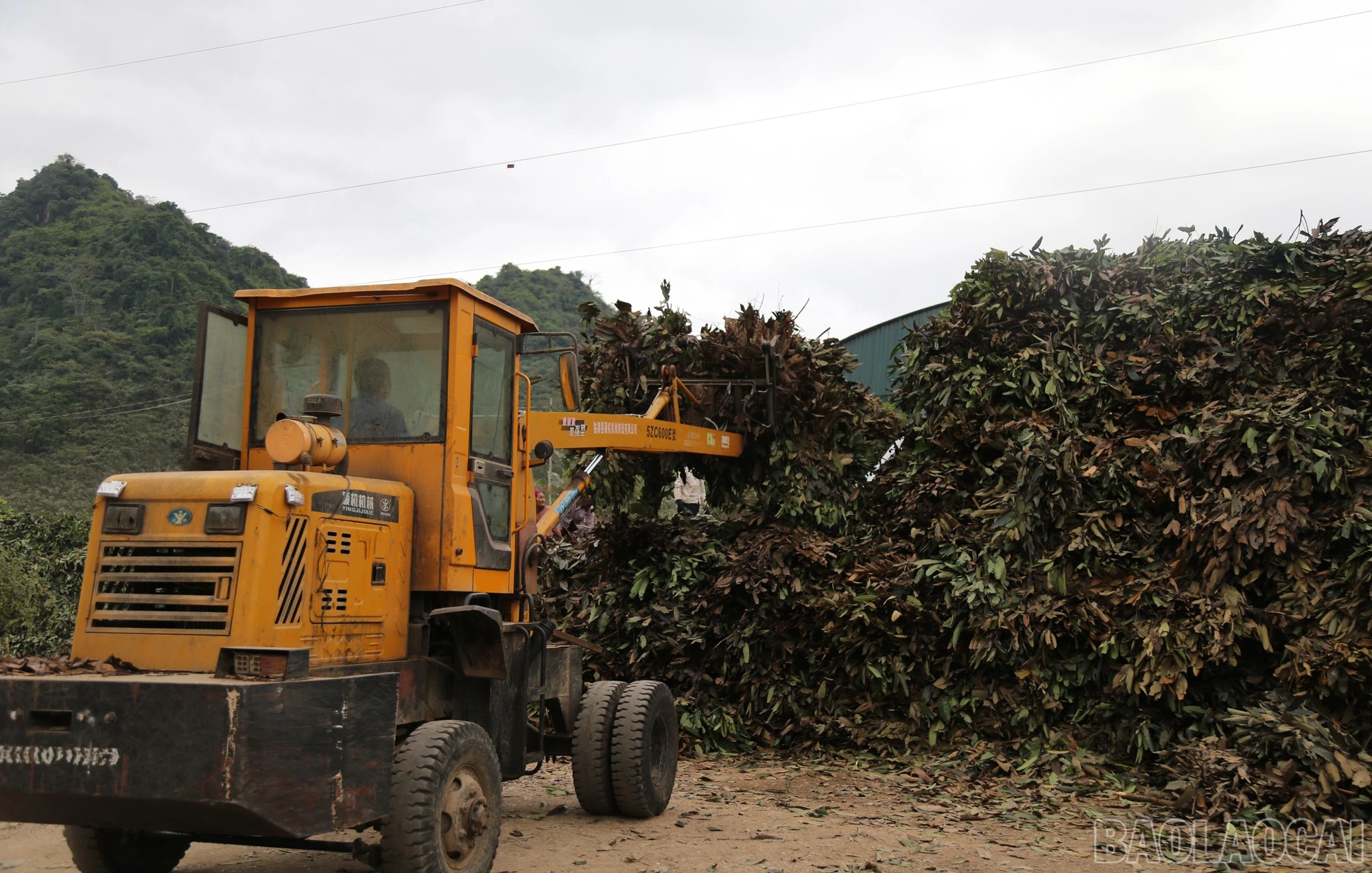 baolaocai-br_anh2-1.jpg