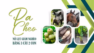 Pa Cheo: Nỗ lực giảm nghèo bằng 3 cây 2 con