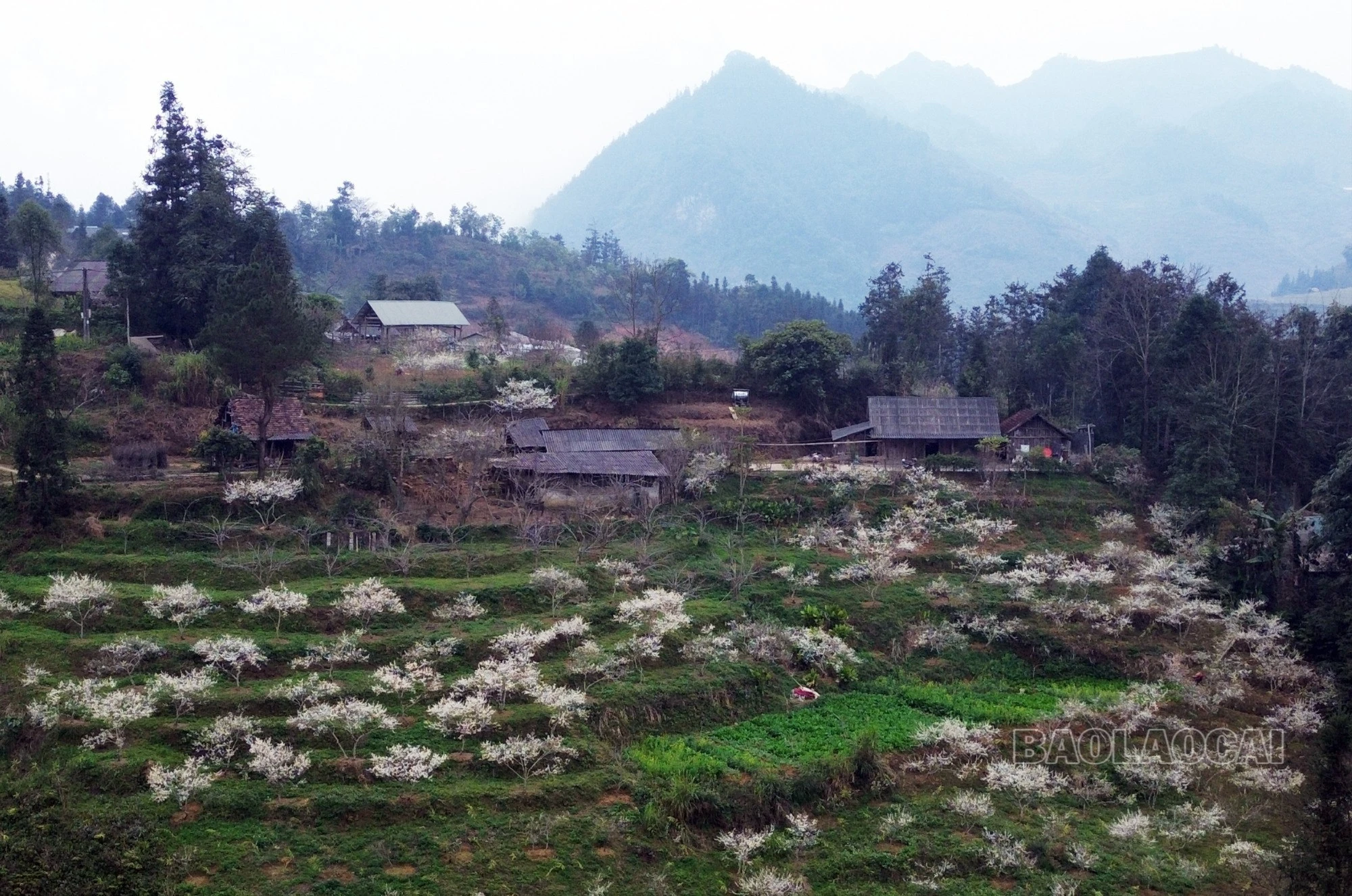 ta-chai-1-7317.jpg