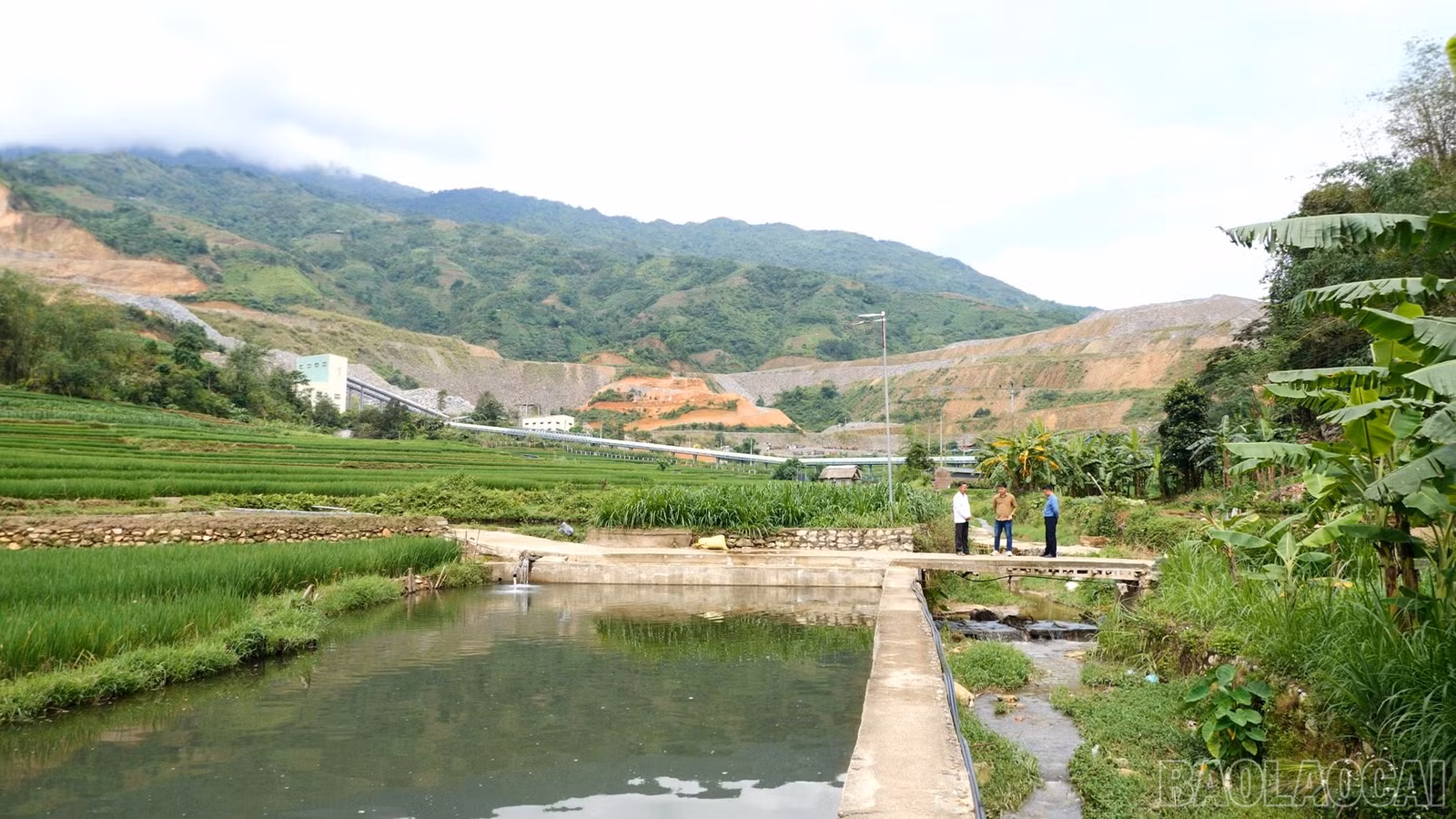 baolaocai-br_a9.jpg