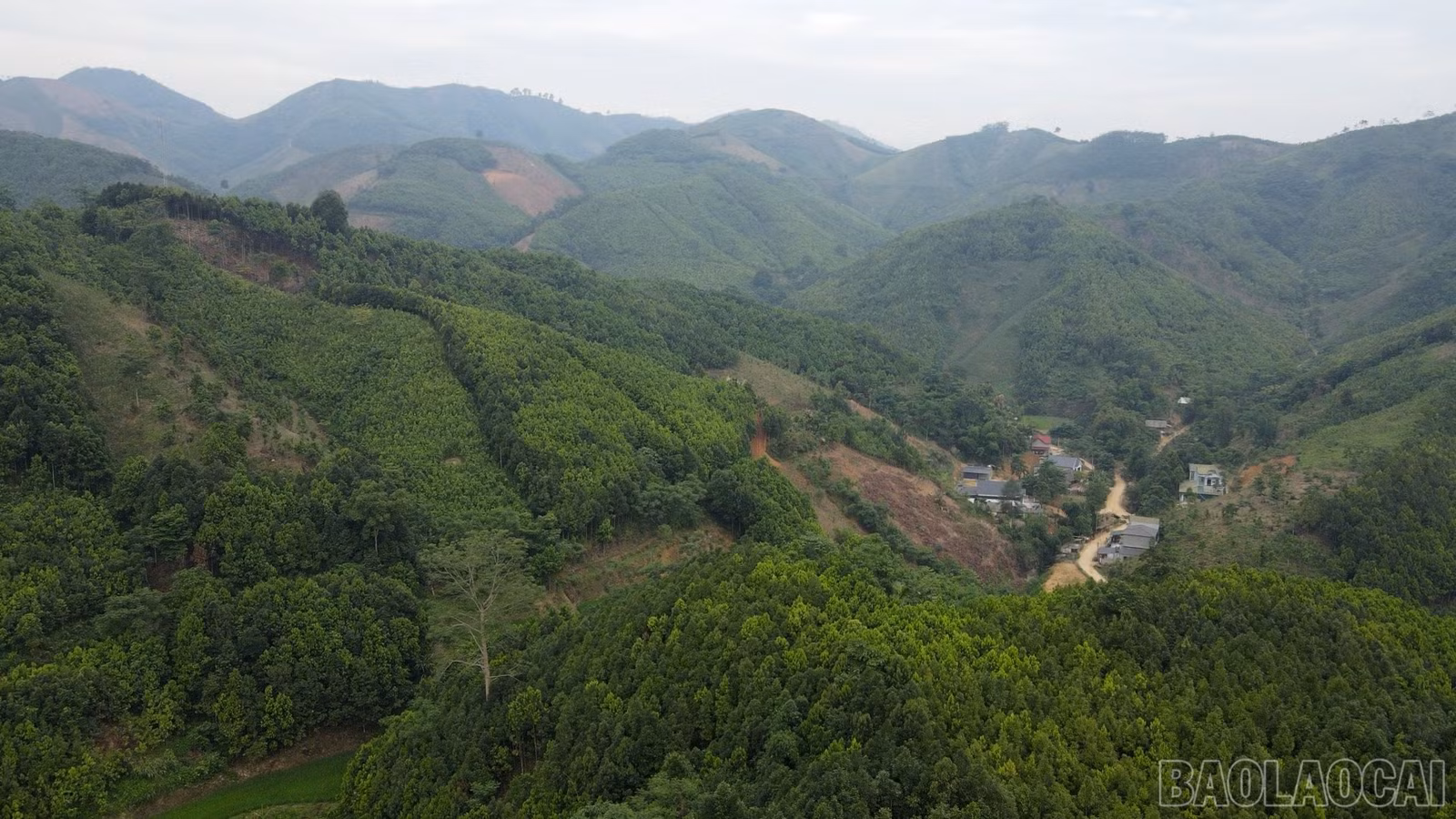 baolaocai-br_b11.jpg