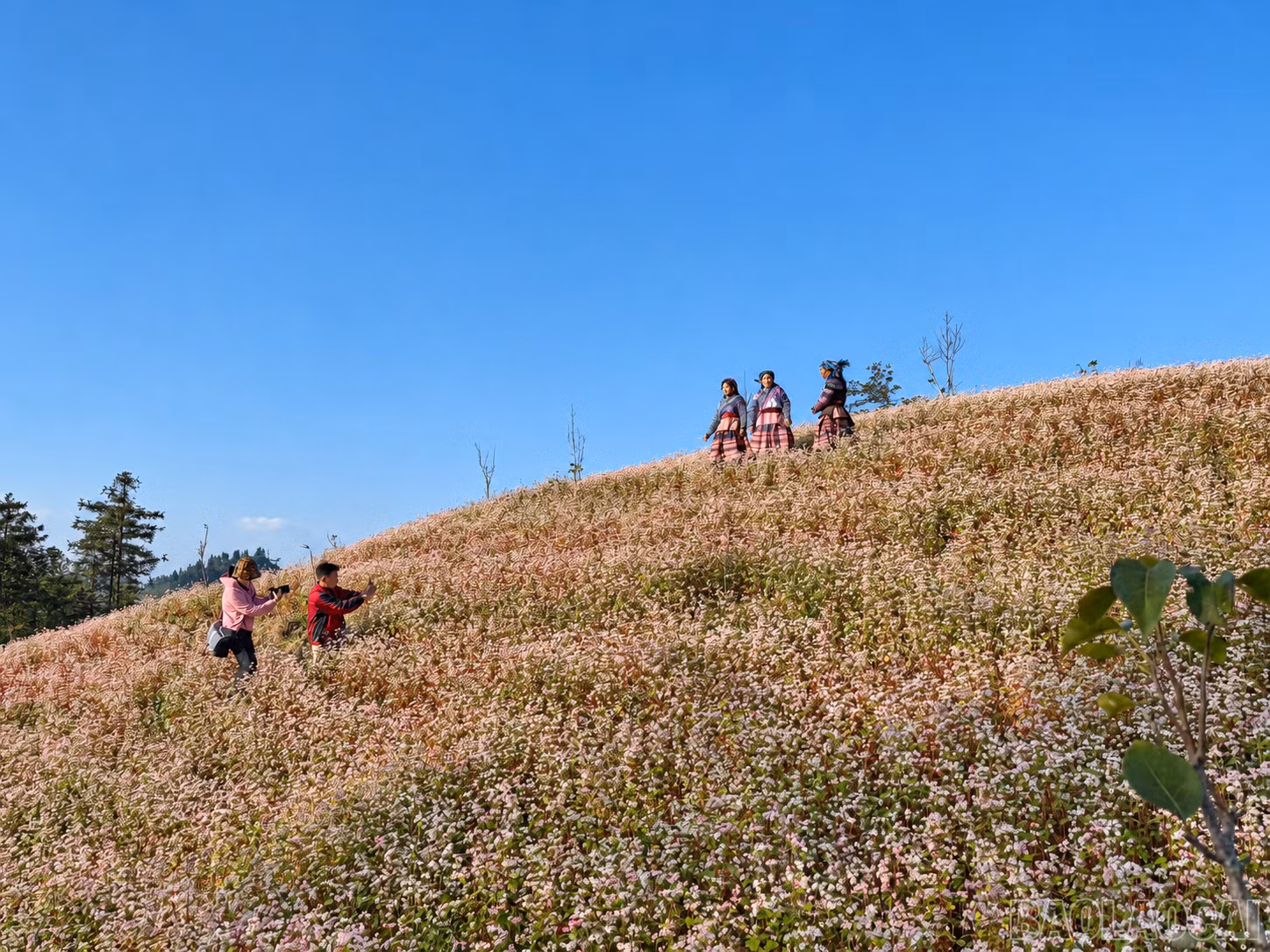 baolaocai-br_7712348c-f3ea-4d39-b092-68df9eafba6a.png