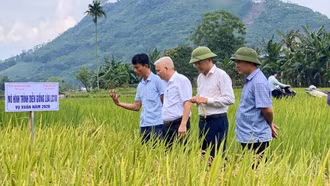 Cảm Nhân: Đánh giá năng suất giống lúa lai LC18 trong vụ Đông Xuân 2026