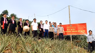 Trịnh Tường: Ra mắt mô hình “Trồng dứa sạch, an toàn” tại thôn Bản Trang