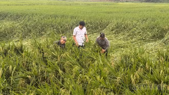Trấn Yên: Mưa dông gây thiệt hại gần 85 ha hoa màu